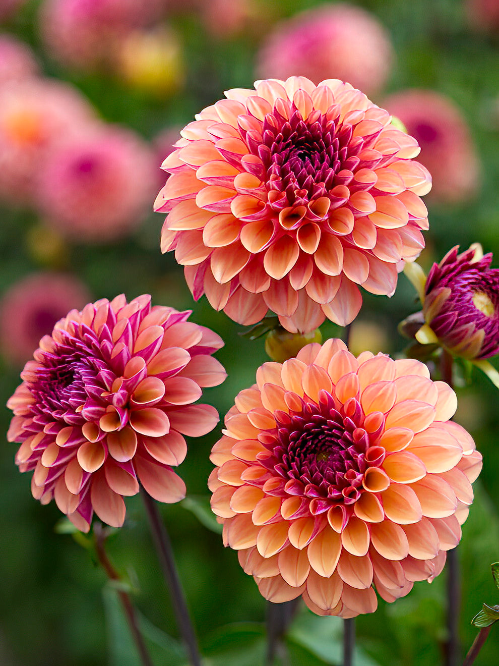 Dahlia&amp;nbsp;palmares