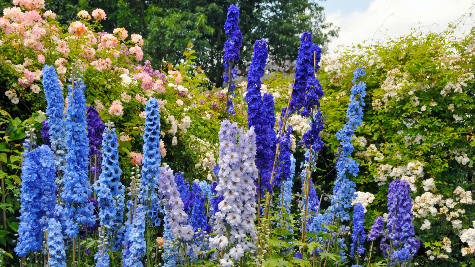 Delphinium and roses in garden