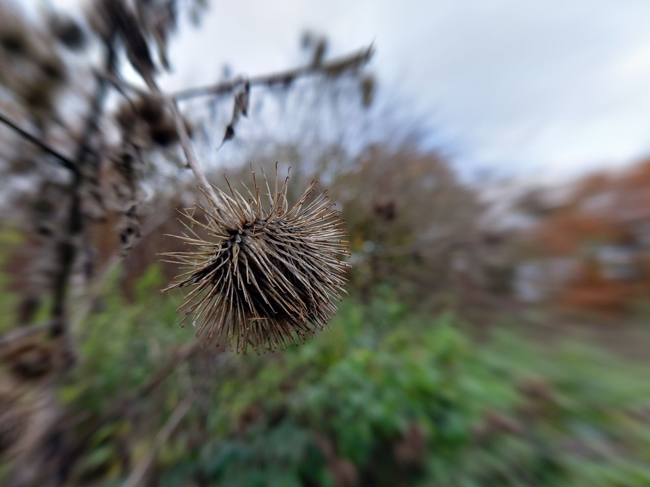 The Live Focus mode allows for far more dramatic background blur than the lens itself can create, and includes more dynamic styles like this radial effect.