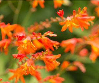 Crocosmia ‘Carmin Brilliant’