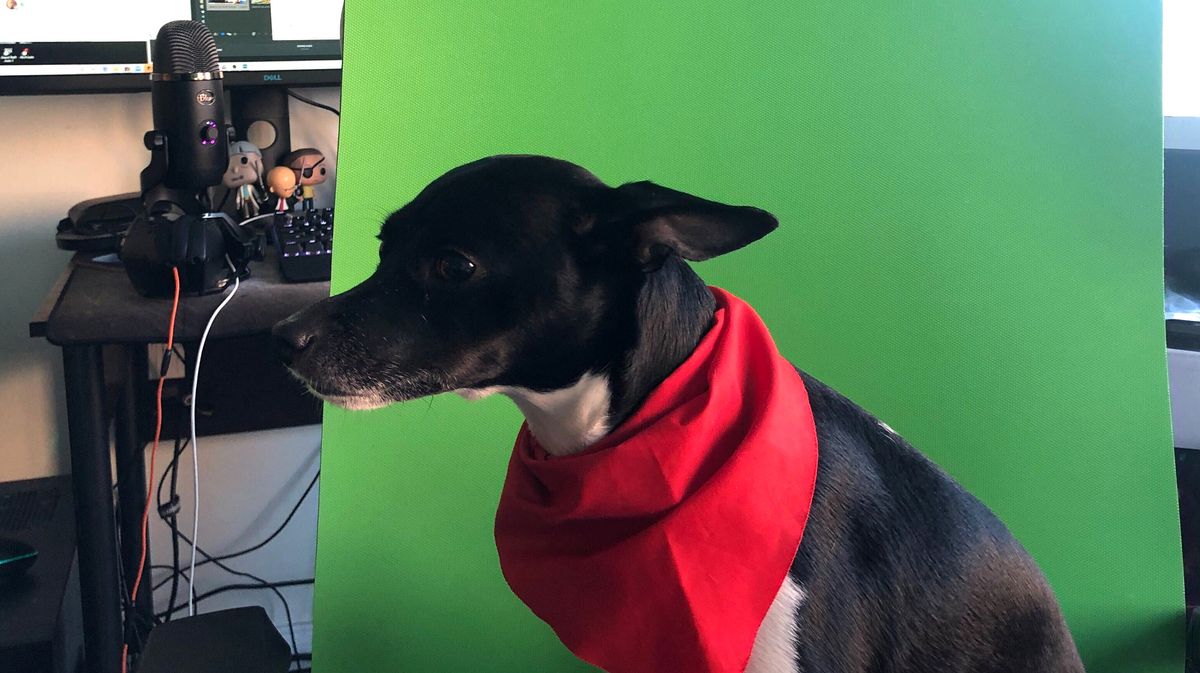 This Razer mousepad is so big I can use it as a green screen for my dog