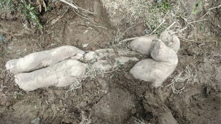 Remains of a baby elephant, with its legs shown above the dirt.