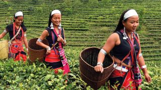 Tea-pickers in Yunnan, China