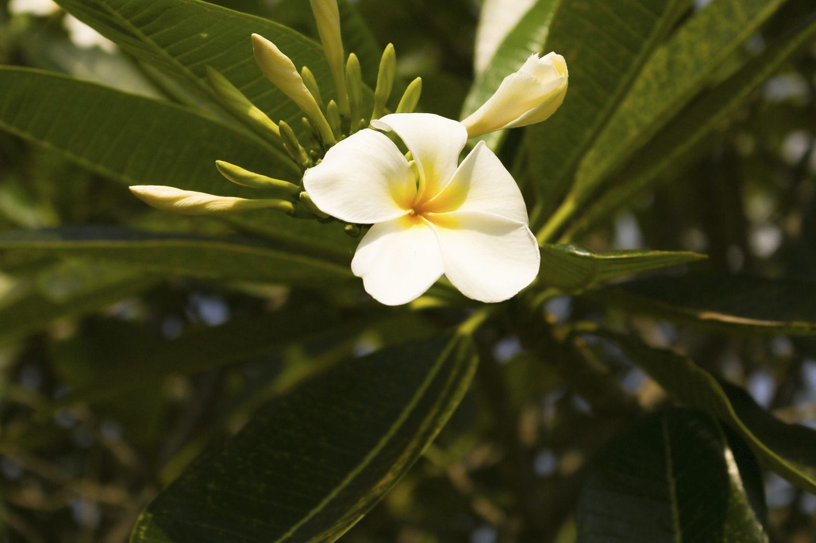 Troubleshooting Plumeria Flower Drop Why Are Plumeria Flowers Falling