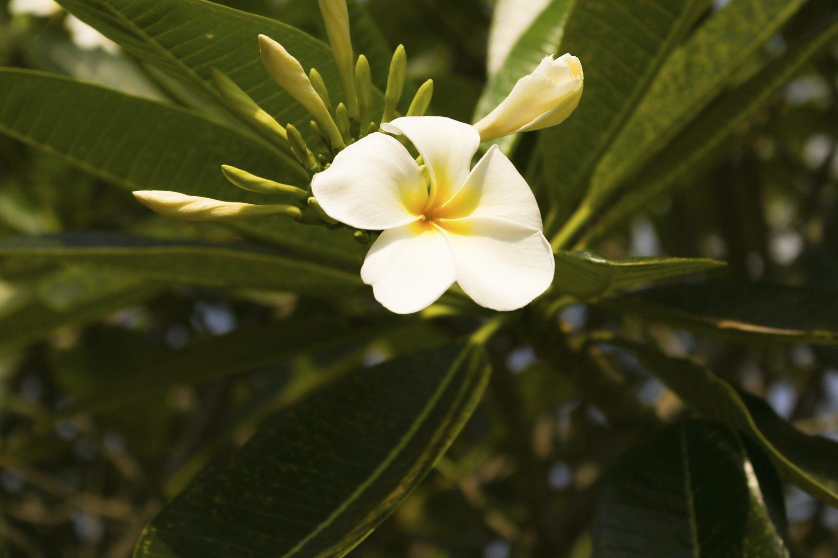Troubleshooting Plumeria Flower Drop Why Are Plumeria Flowers Falling