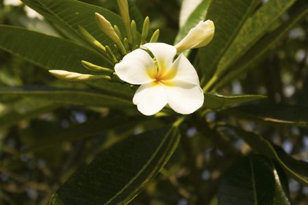 Plumeria Flower