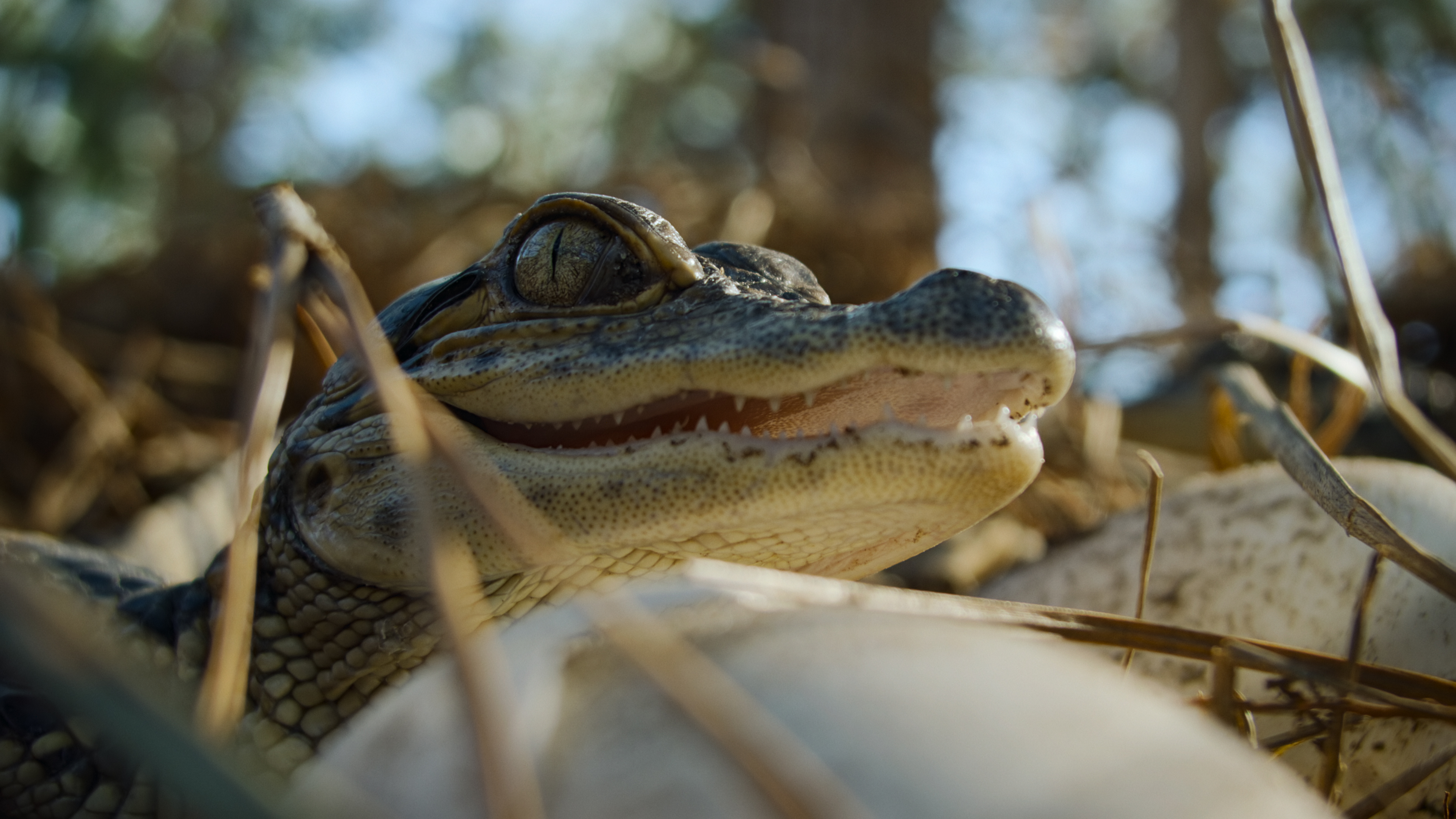 A baby alligator as shown in Netflix&#039;s docuseries Nightmares of Nature