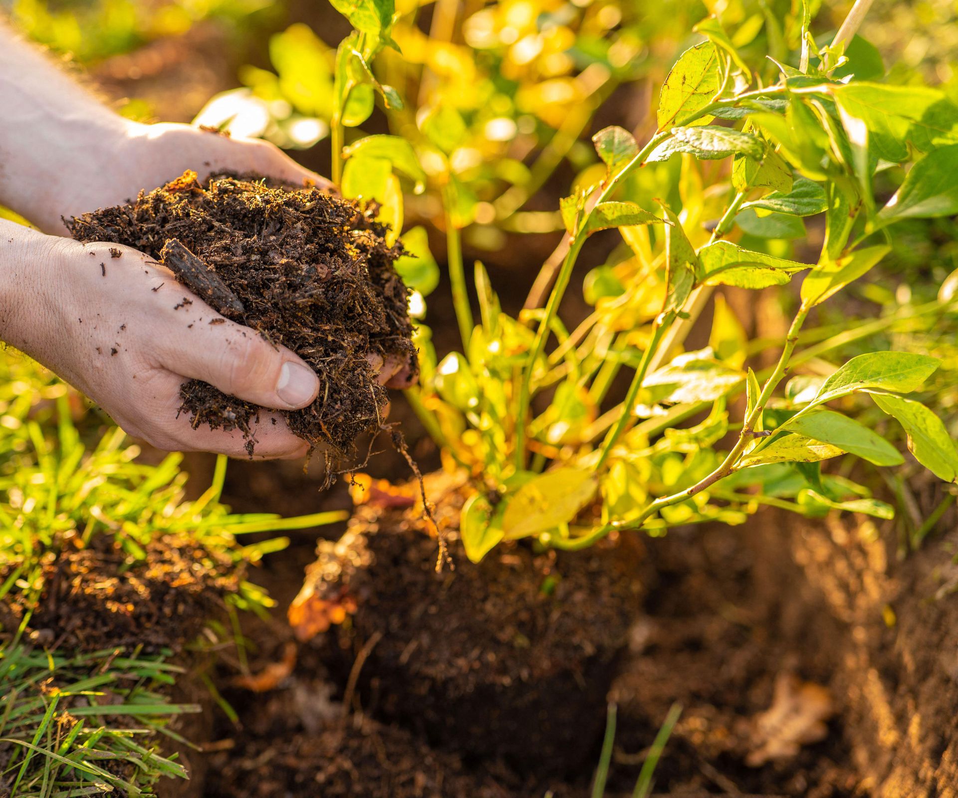 hand holding soil while planting blueberry plant