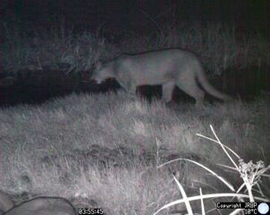 Mountain lion moving through the preserve during the night.