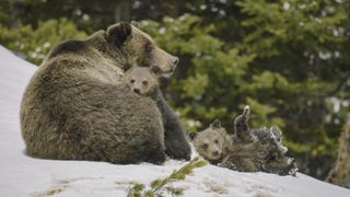 America The Beautiful on Disney Plus has some spectacular wildlife on show like this cute brown bear family.