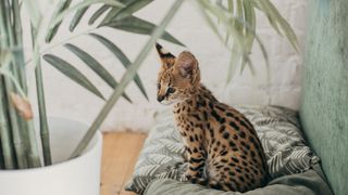 Savannah kitten sitting on pillows