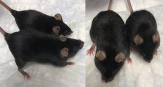 mice microgravity muscle loss bone loss