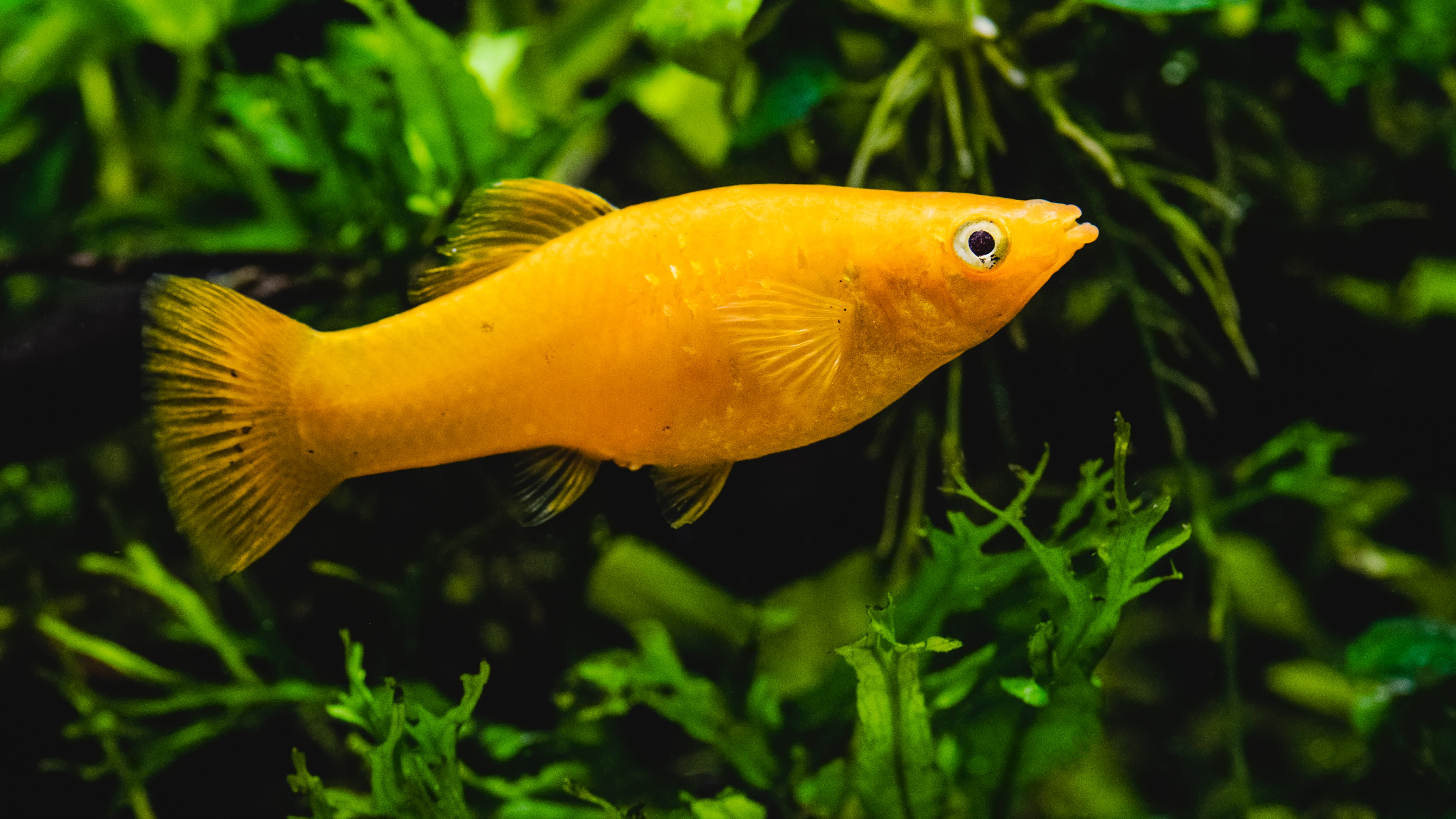 Platy