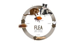 Image showing the life cycle of a flea