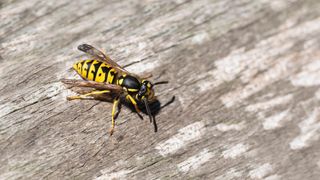 A wasp chewing wood for a nest