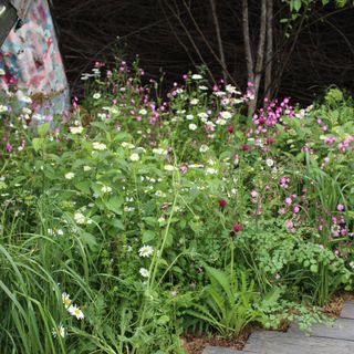 Wildflower garden beside wooden path