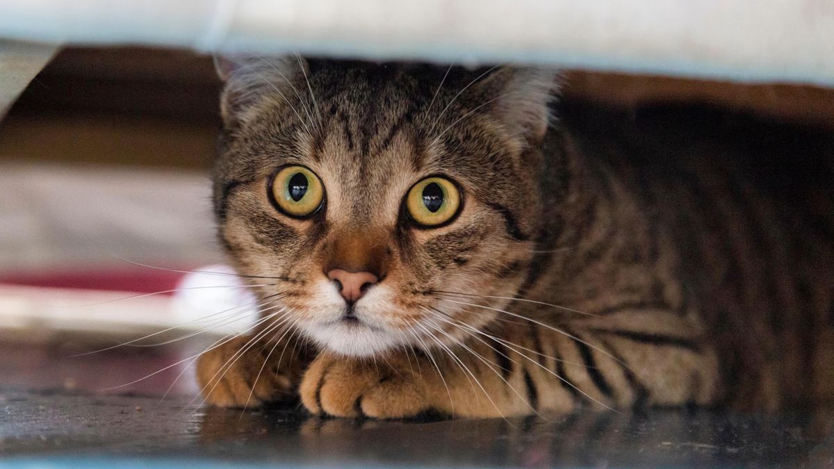 Anxious cat hiding under bed