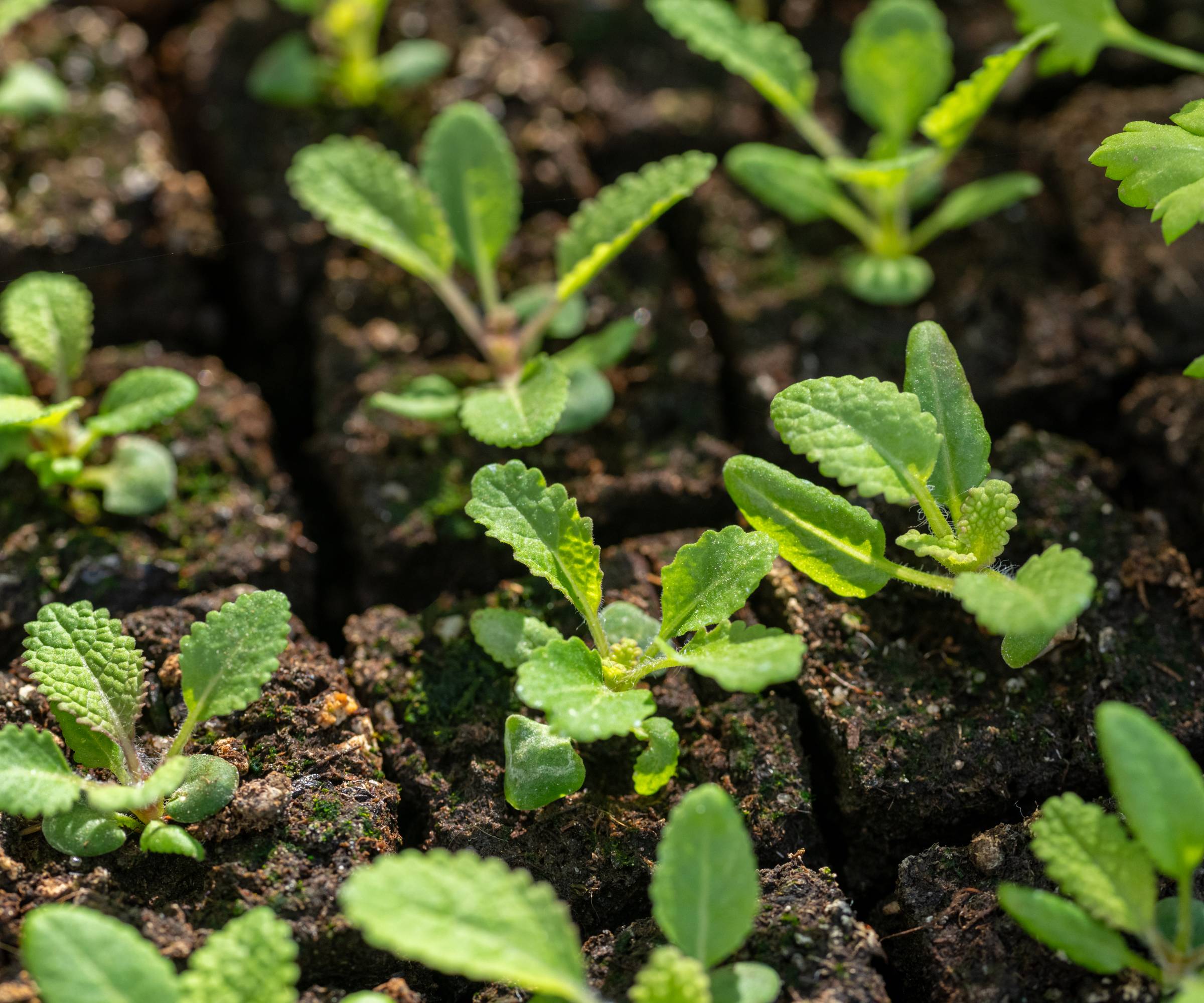 Seedlings growing in soil blocks
