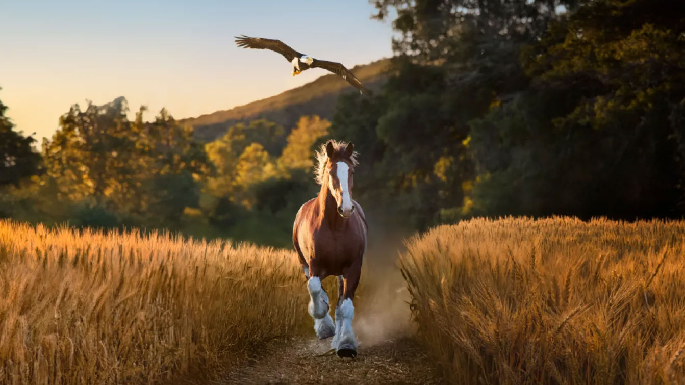 horse and an eagle running through a field