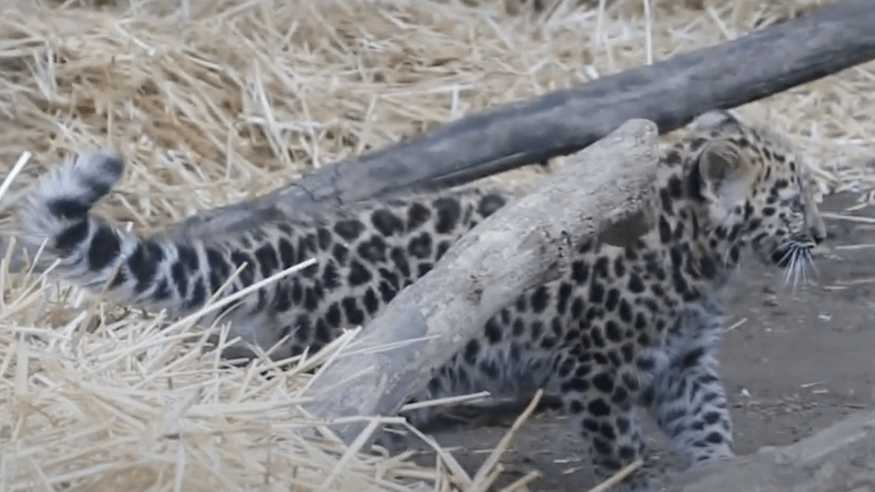 Adorable Rare Leopard Cub Makes Her Debut At Santa Barbara Zoo 