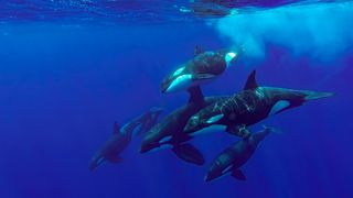 A group of orcas swims underwater