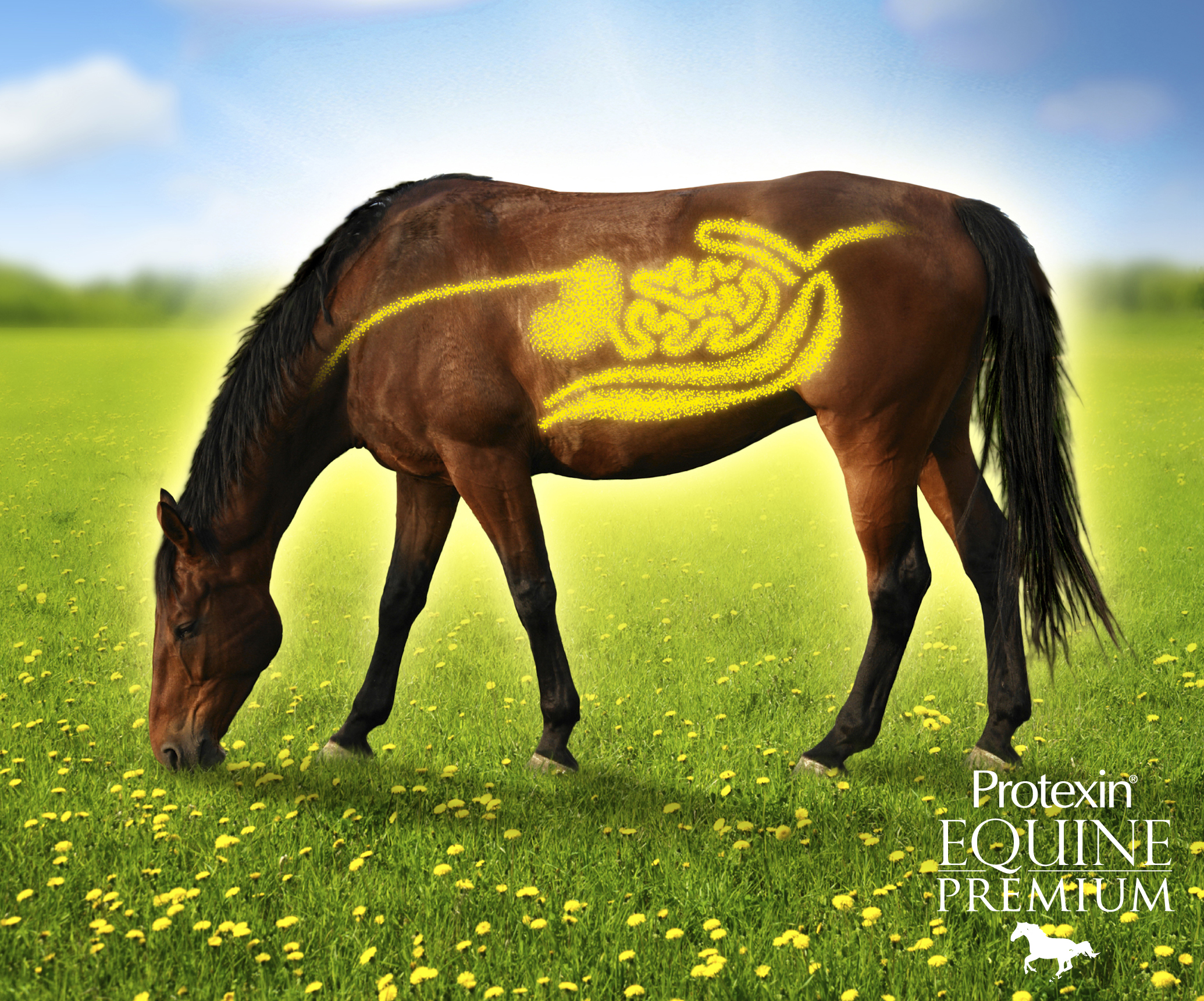 Logo for Protexin Equine Premium
