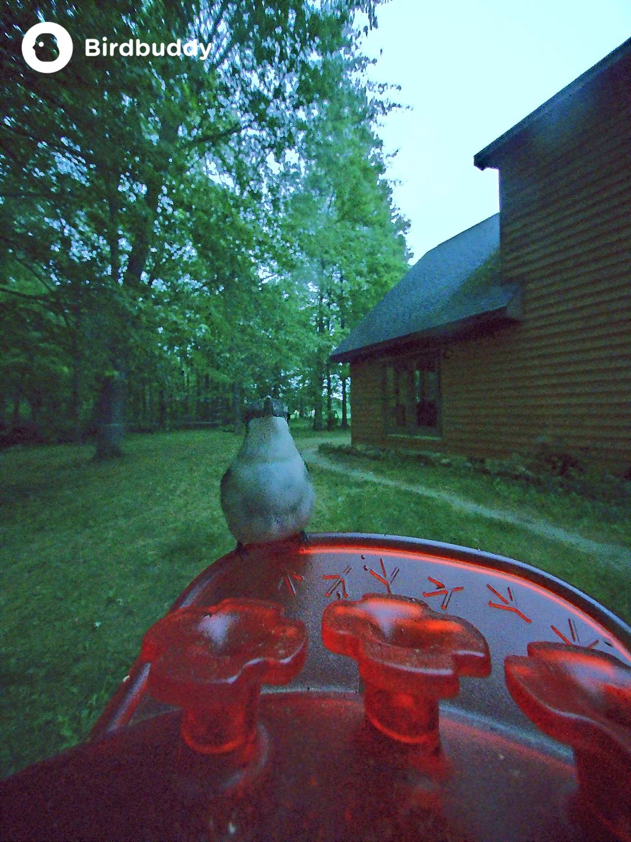 Images of a ruby-throated hummingbird captured with the Bird Buddy Solar Pro Hummingbird Feeder