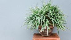 Spider plant indoors