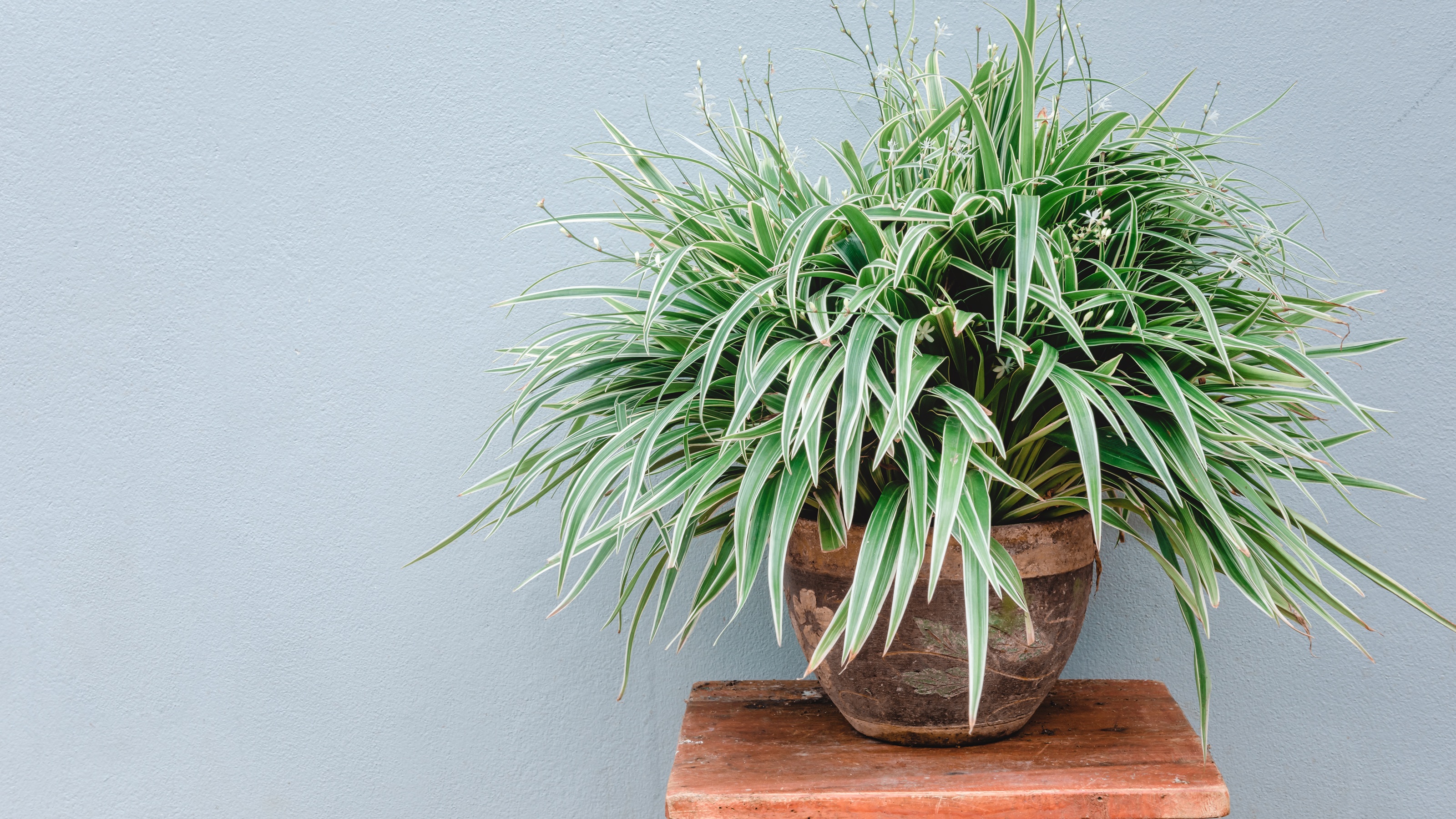 Spider plant indoors