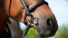 nosebands