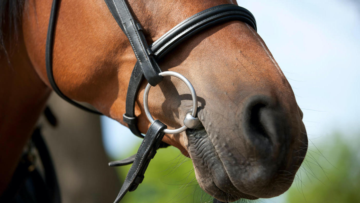 nosebands