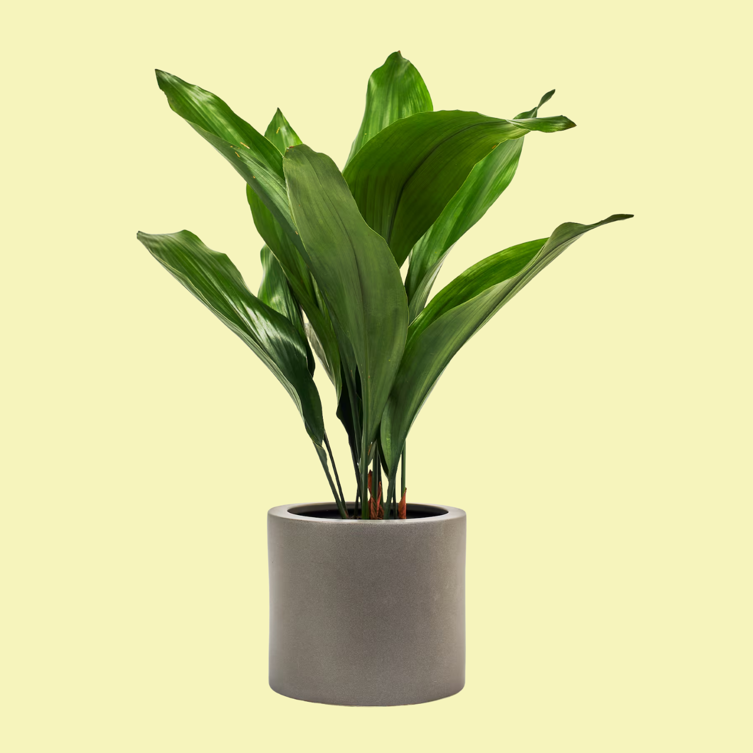 A cast iron plant in a gray ceramic pot