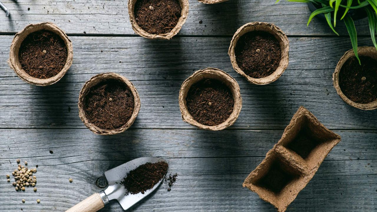 Sowing seeds indoors into pots of compost