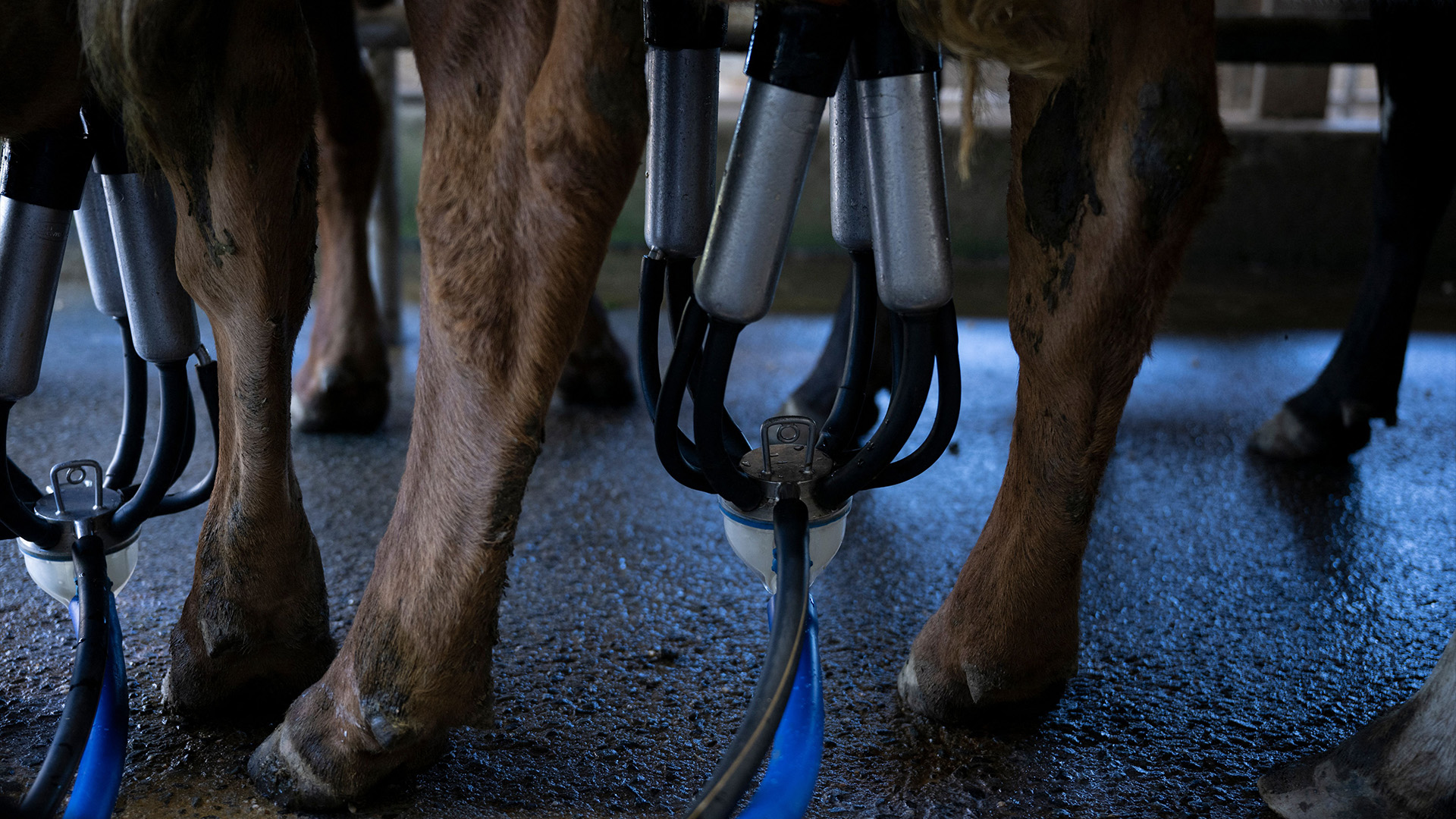 several dairy cows shown hooked up to milking machines