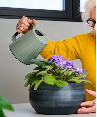 Watering African violet