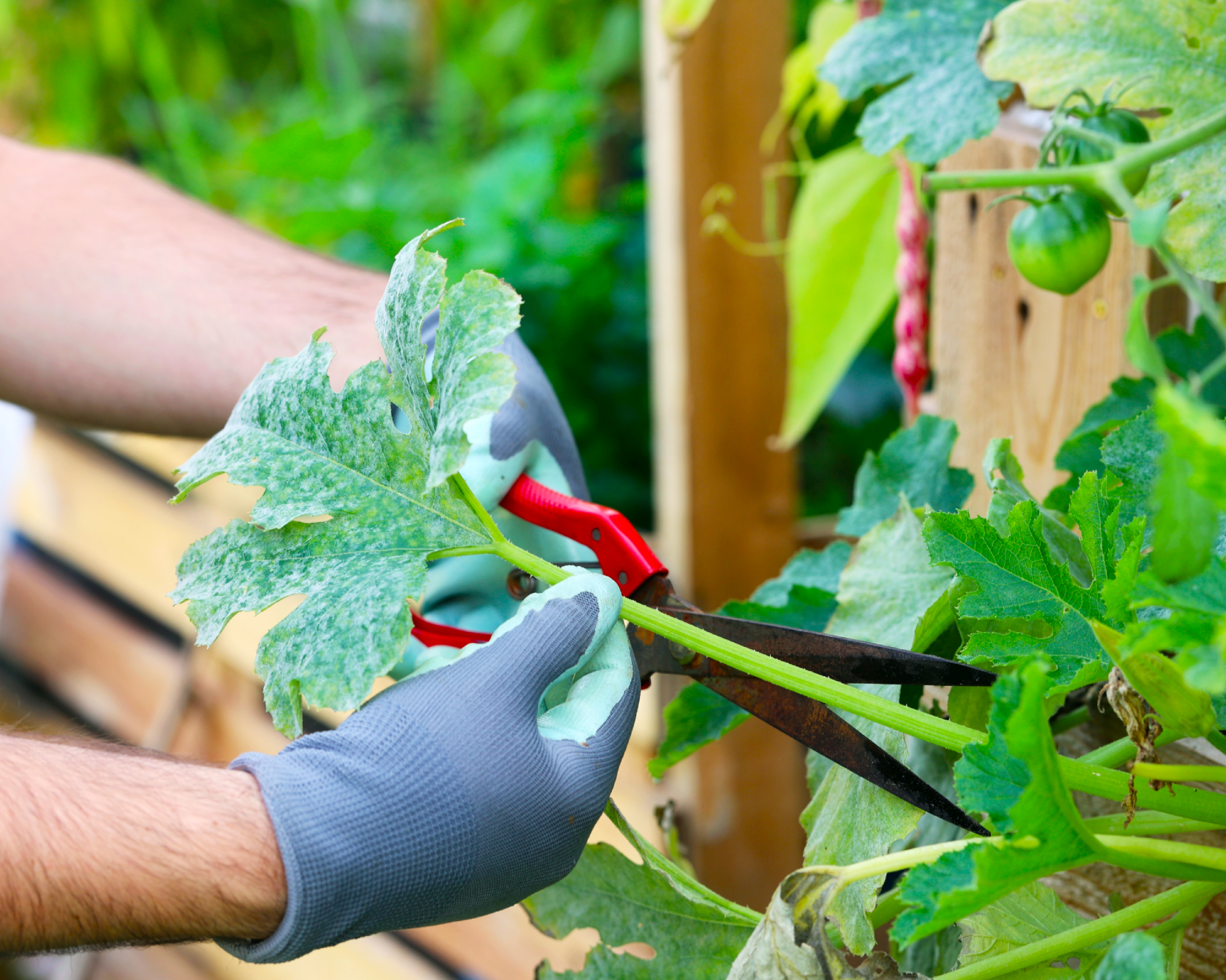 Man cuts the powdery mildew infected leaf with scrissors
