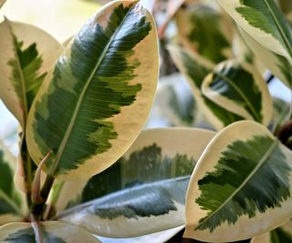 variegated rubber plant leaves