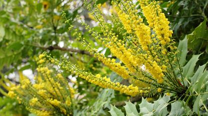 mahonia Lionel Fortescue blooming in back border display
