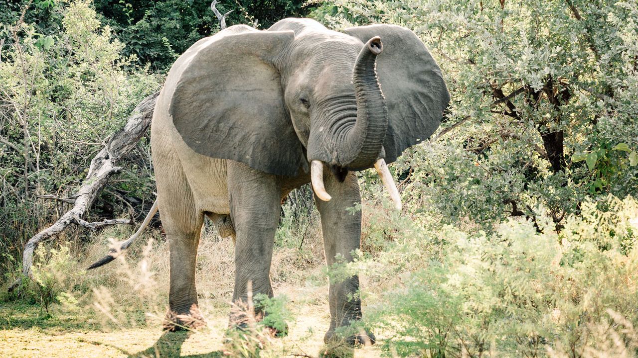 Azura Selous, Tanzania