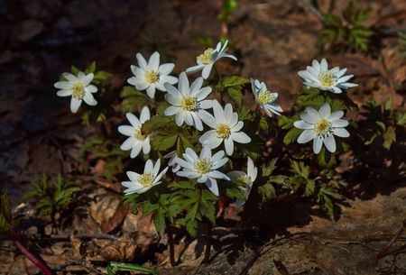 Wood Anemone Plants