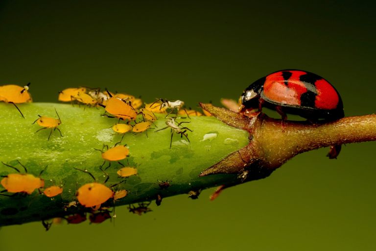 Aphids on a plant with a ladybird