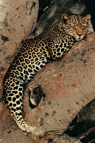 How a Leopard Changes its Spots
