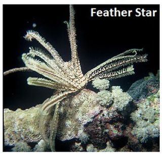 feather star, eating techniques