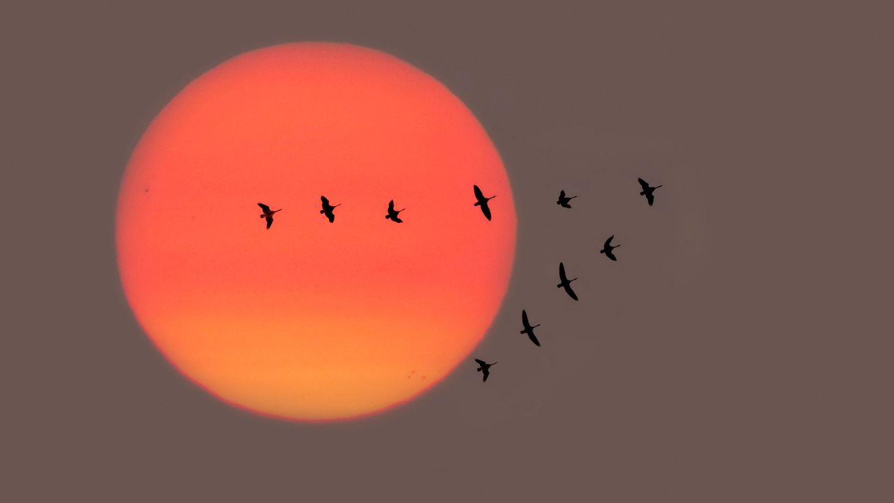 Birds flying in V formation