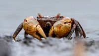 RIO DE JANEIRO, BRAZIL - NOVEMBER 4: A view of a Chama Mare crab, which uses the Guapimirim mangrove area as its habitat in Guanabara Bay, which is managed by the Chico Mendes Institute for Biodiversity Conservation (ICMBio) on day two of Prince William, Prince of Wales's visit to Brazil for the annual Earthshot Prize Awards on November 4, 2025 in Rio de Janeiro, Brazil. Prince William is undertaking a number of engagements related to the environment in Rio De Janeiro ahead of his attendance at the fifth annual Earthshot Prize awards ceremony.