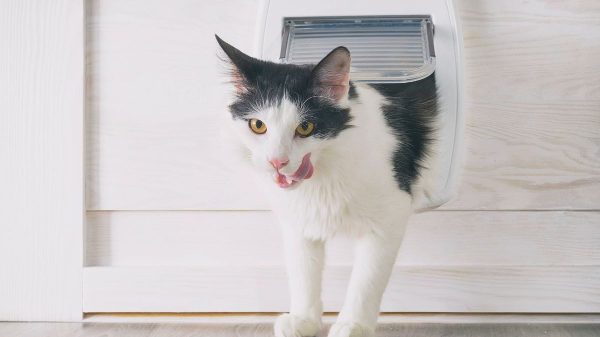 Cat climbing through the cat flap