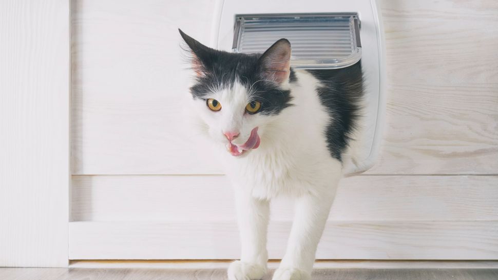 Looking for the best microchip cat flap 2024? We’ve tested them all ...