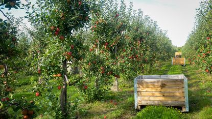 Red ripe apples ready to be picked and put into wooden fruit crates