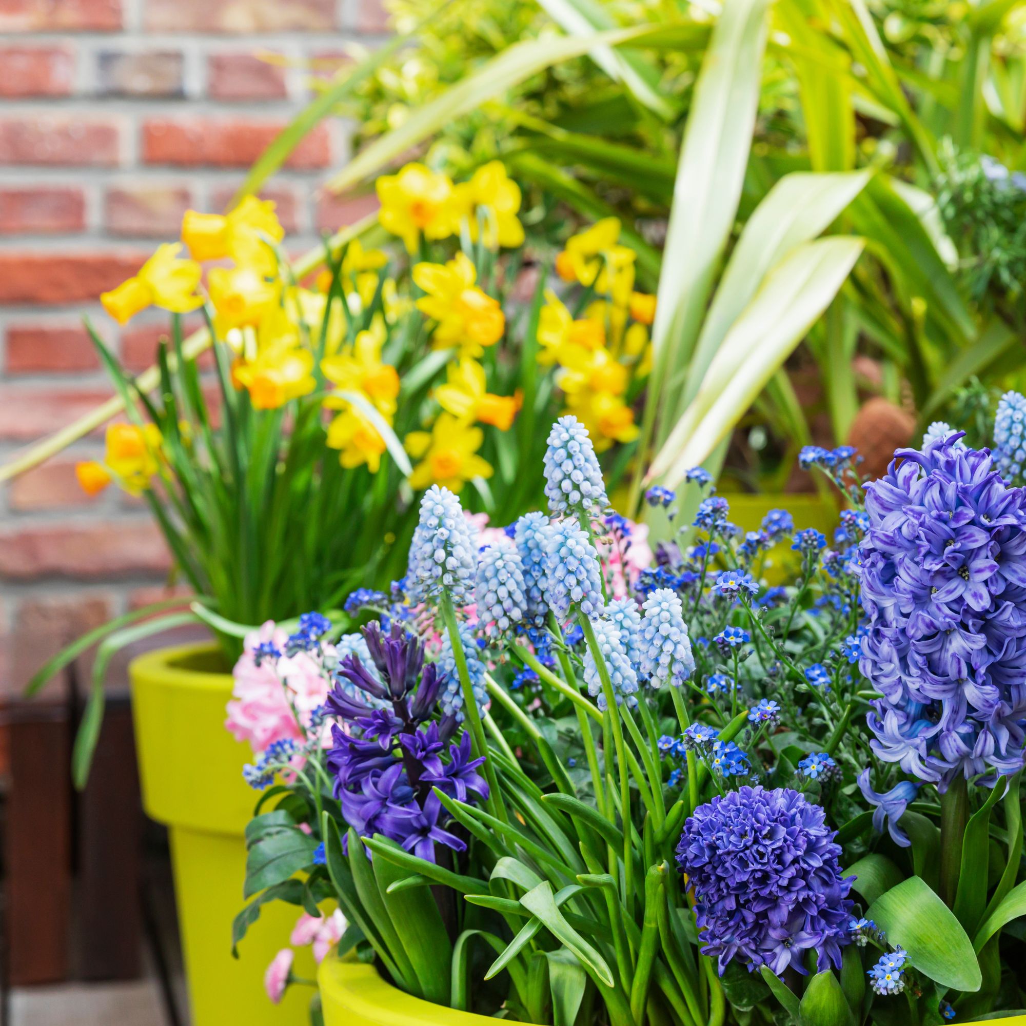 Blue and purple hyacinths, daffodils, muscari, and forget-me-nots cultivated on balcony in pots