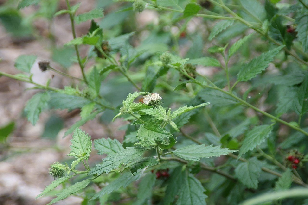 Butterfly Sage Plant